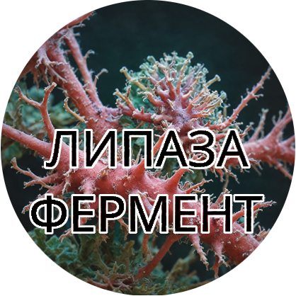 Фермент Липаза
